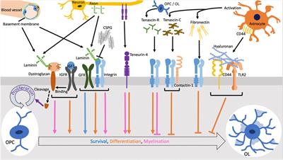 The molecular regulation of oligodendrocyte development and CNS myelination by ECM proteins